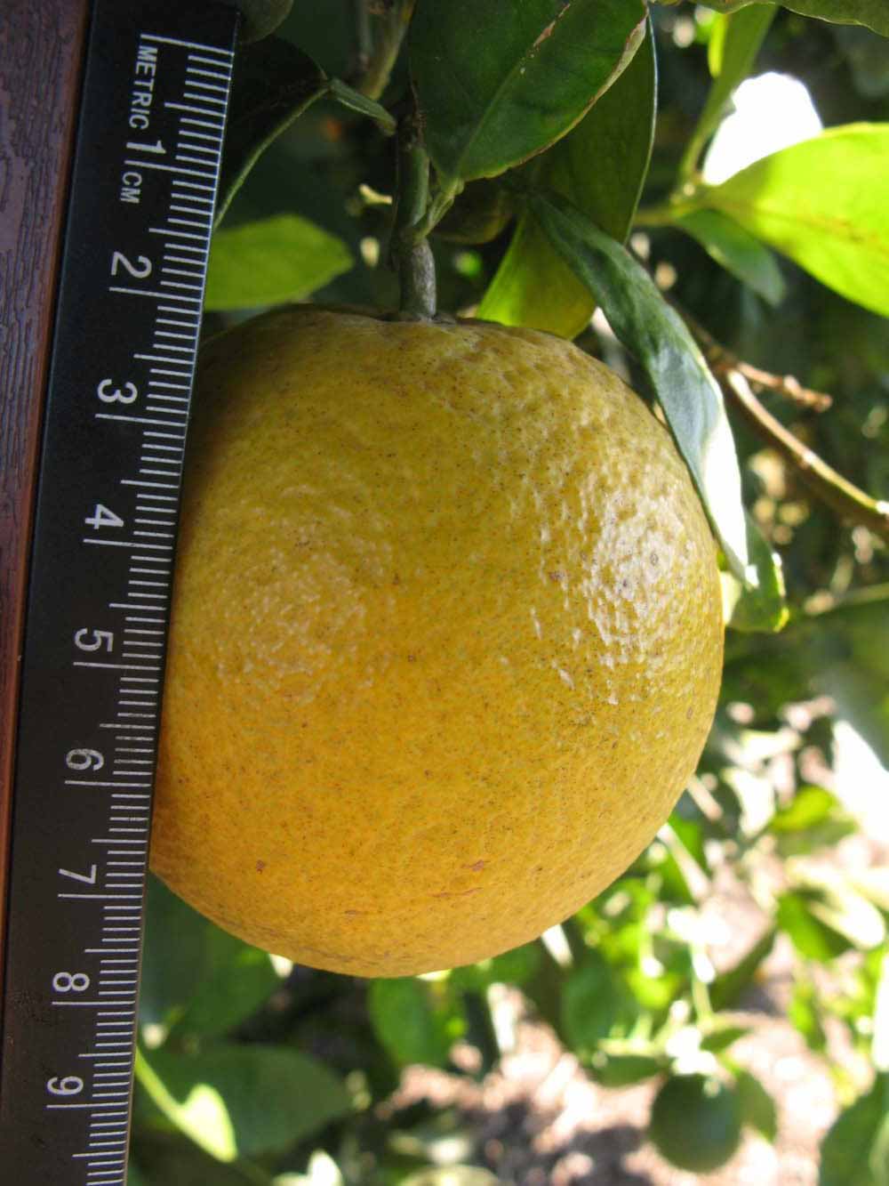            Fruit (Winter Haven, FL)   